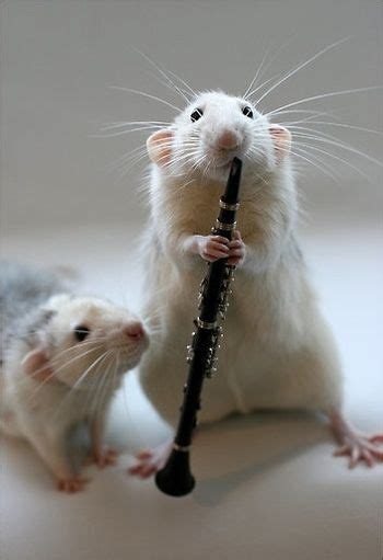 Unveiling the Charismatic Charms of Rat Love Music